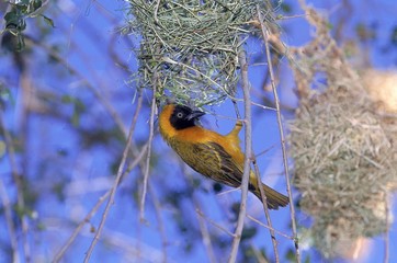Village Weaver, ploceus cucullatus, Male building Nest, Samburu Park in Kenya