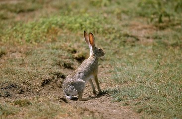 Cape Hare, lepus capensis