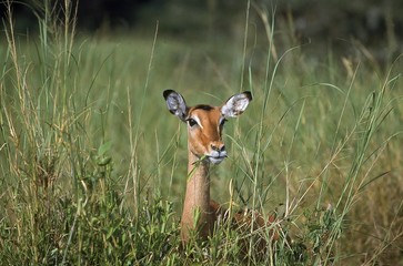 Impala, aepyceros melampus, Female eating in Long Grass, Masai Mara Park in Kenya