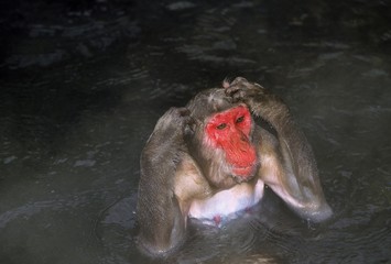Japanese Macaque, macaca fuscata, Female standing in Hot Spring Water, Hokkaido Island in Japan