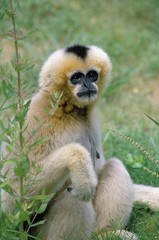 Concolor Gibbon or White Cheeked Gibbon, hylobates concolor, Female sitting