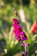 Gladiolen zum Selberpflücken auf dem Feld, pinkfarbene Gladiole