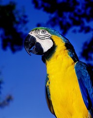 Blue-and-Yellow Macaw, ara ararauna