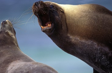 Australian Sea Lion, neophoca cinerea, Pair, Male in Defensive Posture, Austalia