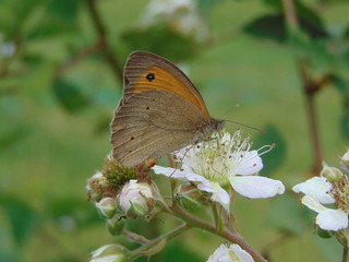 butterfly on a blackberry flower