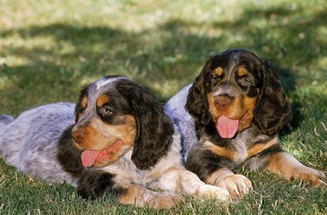 Picardy Spaniel Puppies laying on Grass
