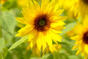 sunflower in the garden