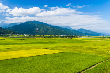 A large area of rice fields with mountains background under the blue sky in Hualien, Taiwan.