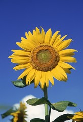Blooming Sunflower, helianthus against Blue Sky