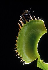 Carnivorous Plant Venus Flytrap, dionaea sp. cathching Fly