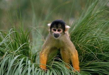 Squirrel Monkey, saimiri sciureus, Adult standing in Long Grass