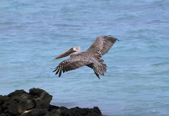 Brown Pelican, pelecanus occidentalis, Adult in Flight
