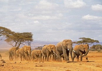 African Elephant, loxodonta africana, Herd at Samburu Park in Kenya