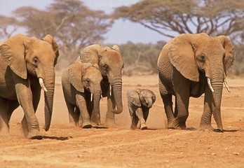 African Elephant, loxodonta africana, Herd at Samburu Park in Kenya