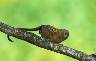 Pygmy Marmoset, callithrix pygmaea, Adult standing on Branch