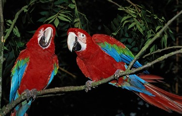 Red-and-Green Macaw, ara chloroptera, Adults standing on Branch © slowmotiongli