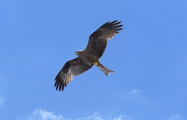 Black Kite, milvus migrans, Adult in Flight against Blue Sky