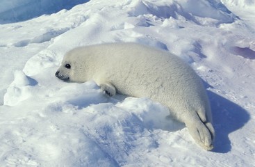 Fototapeta na wymiar Harp Seal, pagophilus groenlandicus, Pup standing on Icefield, Magdalena Island in Canada