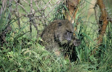 Olive Baboon, papio anubis, Male eating Plants, Masai Mara Park in Kenya