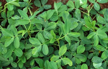 Groundnut, arachis hypogaea, Plant producing Peanuts