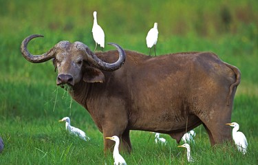 Afrikaanse buffel, syncerus caffer, met koereiger, bubulcus ibis, Masai Mara Park in Kenia