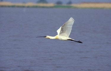White Spoonbill, platalea leucorodia, Adult in Flight above pound