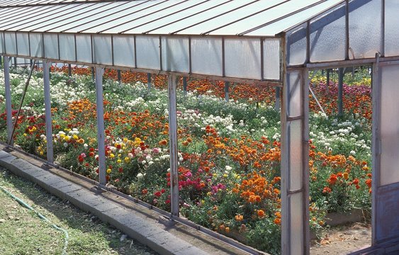 Flowers in Glasshouse