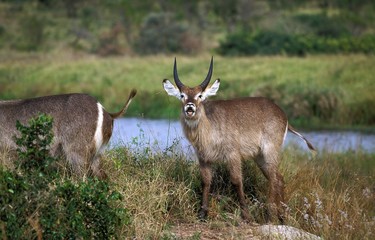 Common Waterbuck, kobus ellipsiprymnus, Masai Mara Park in Kenya