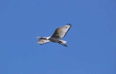 Sacred Ibis, threskiornis aethiopica, Adult in Flight against Blue Sky, Kenya