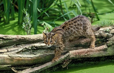Leopard Cat, prionailurus bengalensis, Adult fishing in Swamp