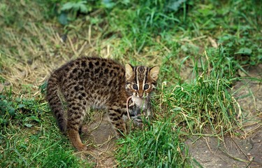 Leopard Cat, prionailurus bengalensis, Cub with Mouse in its Mouth