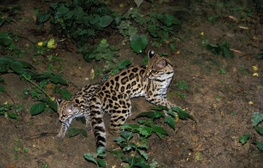 Margay Cat, leopardus wiedi, Mother with Cub