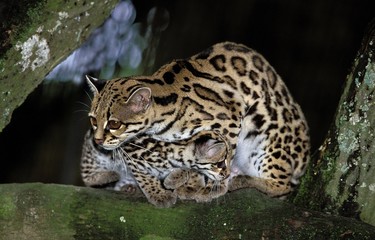 Margay Cat, leopardus wiedi, Mother with Cub
