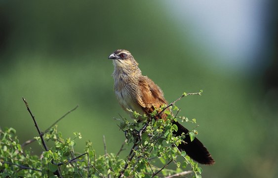 White-Browed Coucal or Burchell's Coucal, centropus superciliosus, South Africa