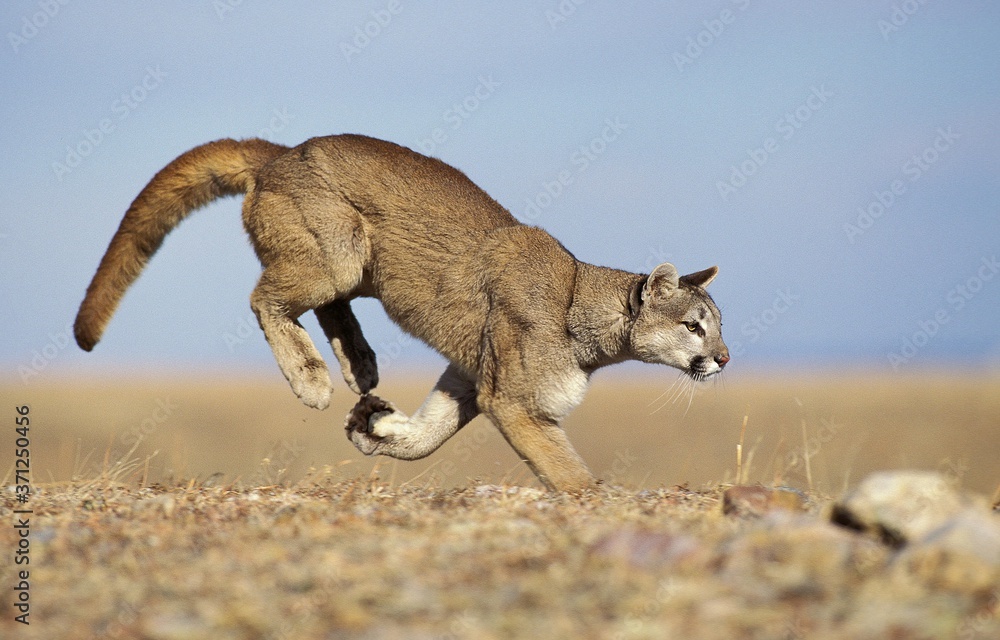 Wall mural cougar, puma concolor, adult running, montana