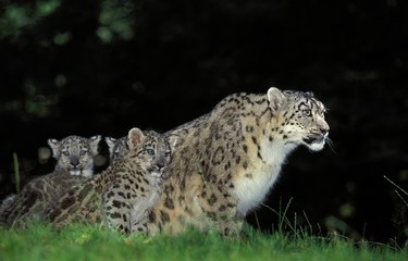 Snow Leopard or Ounce, uncia uncia, Mother with Cub