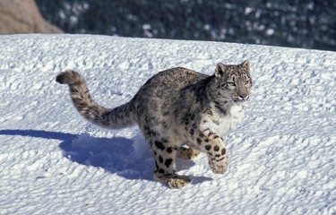 Snow Leopard or Ounce, uncia uncia, Adult running on Snow