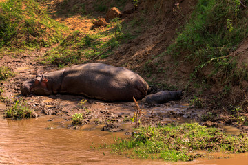 Flusspferde in Kenia am Fluss Mara in Kenia, Afrika.