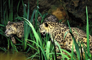 Snow Leopard or Ounce, uncia uncia, Adults