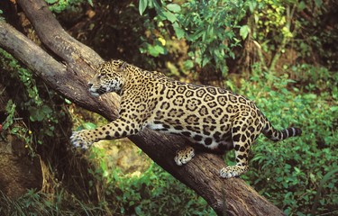 Fototapeta na wymiar Jaguar, panthera onca, Adult hunting
