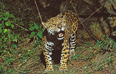 Jaguar, panthera onca, Adult snarling