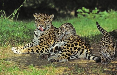 Jaguar, panthera onca, Mother with Cub