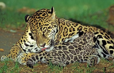 Fototapeta na wymiar Jaguar, panthera onca, Mother licking its Cub, suckling