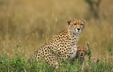 Cheetah, acinonyx jubatus, Mother with Cub, Masai Mara park in Kenya