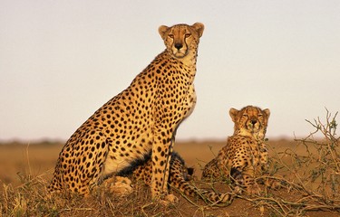 Cheetah, acinonyx jubatus, Adults standing on Termite Hill, Masai Mara park in Kenya