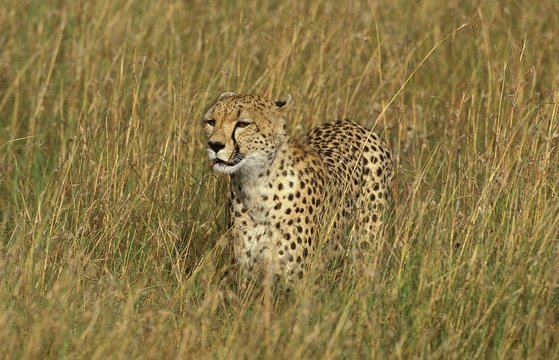 Cheetah, acinonyx jubatus, Adult hunting through Savanna, Masai Mara park in Kenya