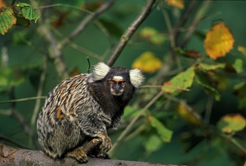 Common Marmoset, callithrix jacchus, Adult standing on Branch
