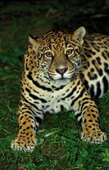 Jaguar, panthera onca, Female