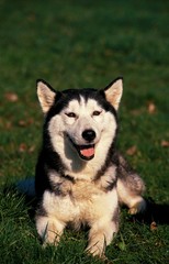Siberian Husky, Adult laying on Grass