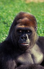 Eastern Lowland Gorilla, gorilla gorilla graueri, Portrait of Male